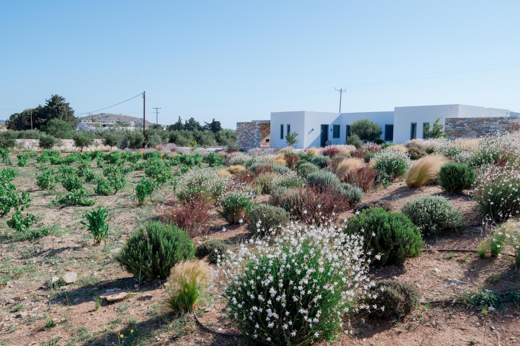فيلا Bracket House Paros Dhragoulas المظهر الخارجي الصورة